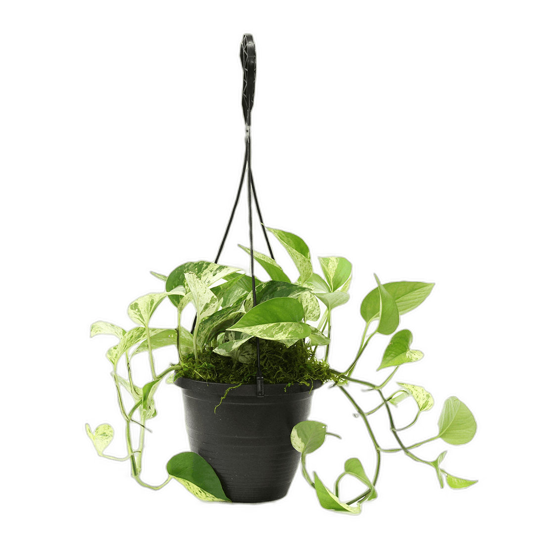 6.5" Marble Queen Pothos Hanging Baskets image 0