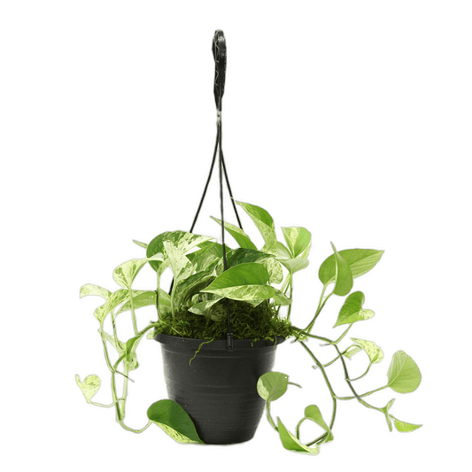 6.5" Marble Queen Pothos Hanging Baskets image 0