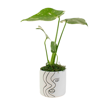 4" Monstera Thai Constellation image 0