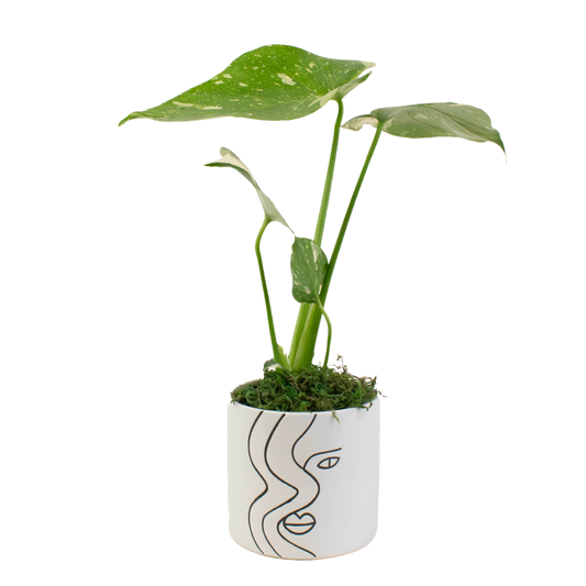 4" Monstera Thai Constellation image 0