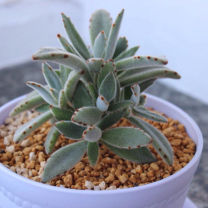 Kalanchoe tomentosa/Panda Plant (4 inch) image 3