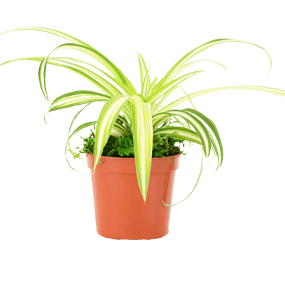 2.5" Spider Plant image 1