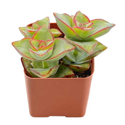 Crassula Perforata Subsp. Perforata image 0