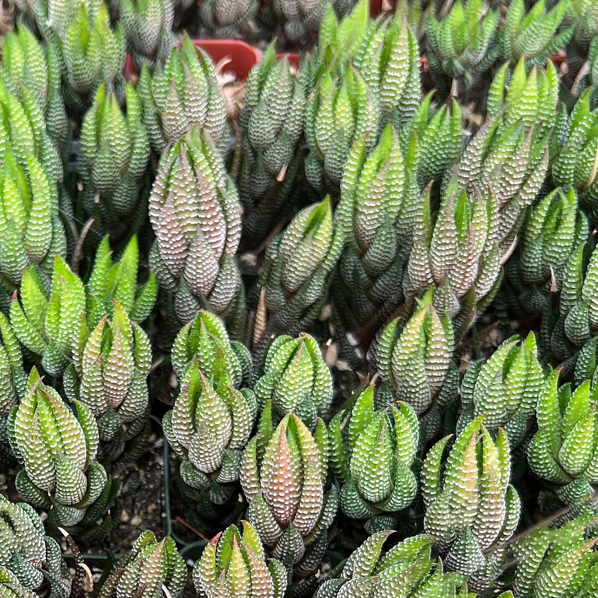 Haworthia coarctata var. adelaidensis image 3