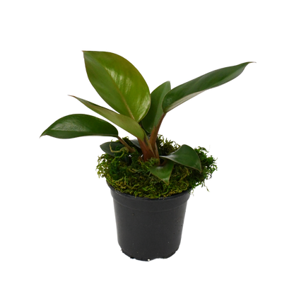 4" Philodendron Red Congo image 1