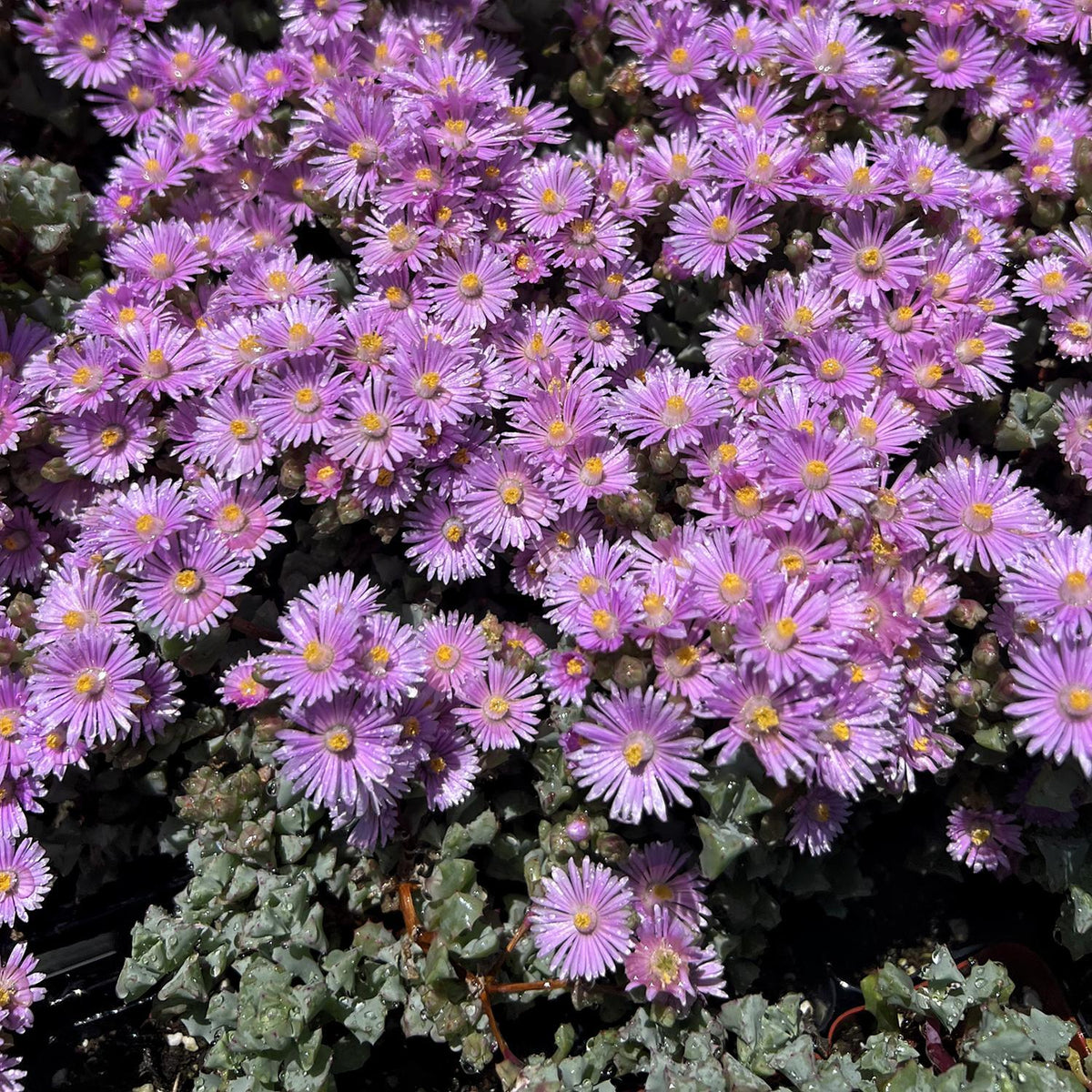 Oscularia Pedunculata image 3