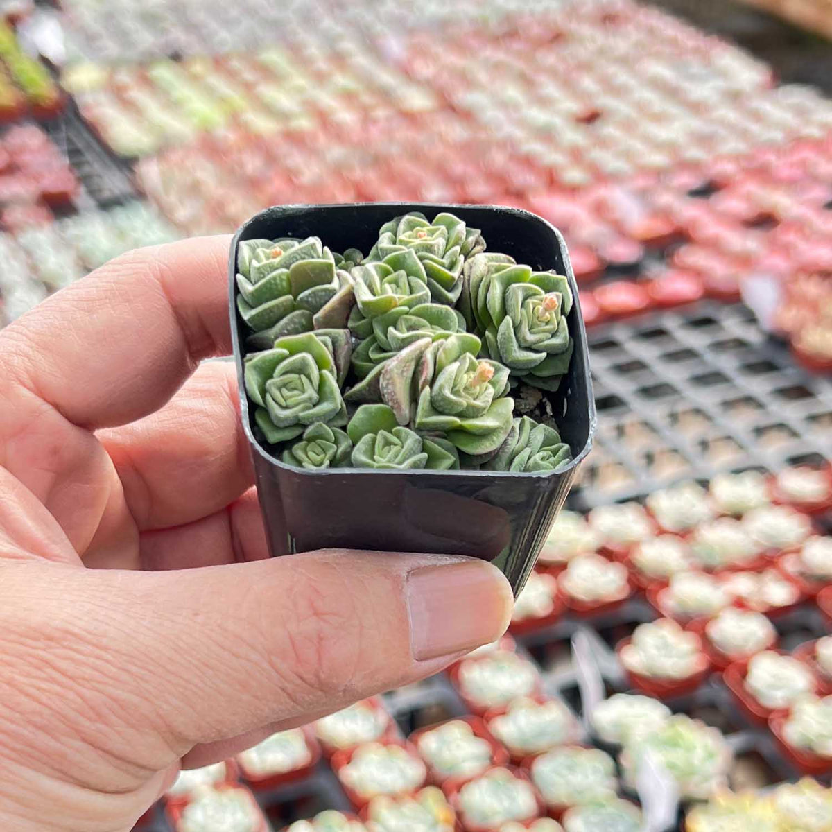 Crassula 'Dorothy' (Rare) image 2
