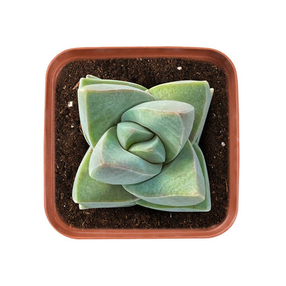 Crassula 'Moonglow' image 1