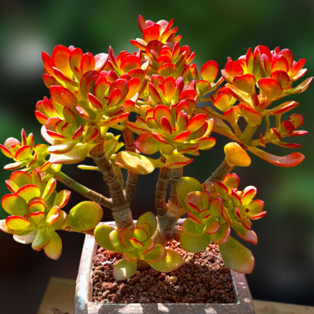 Crassula Ovata Crosby's Compact (Dwarf Jade Plant) Little image 3