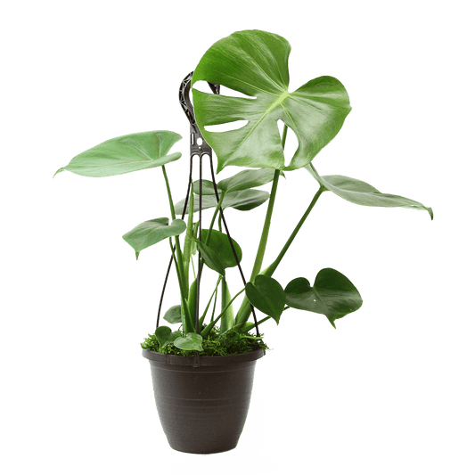 6.5" Monstera Split Leaf Hanging Basket image 0
