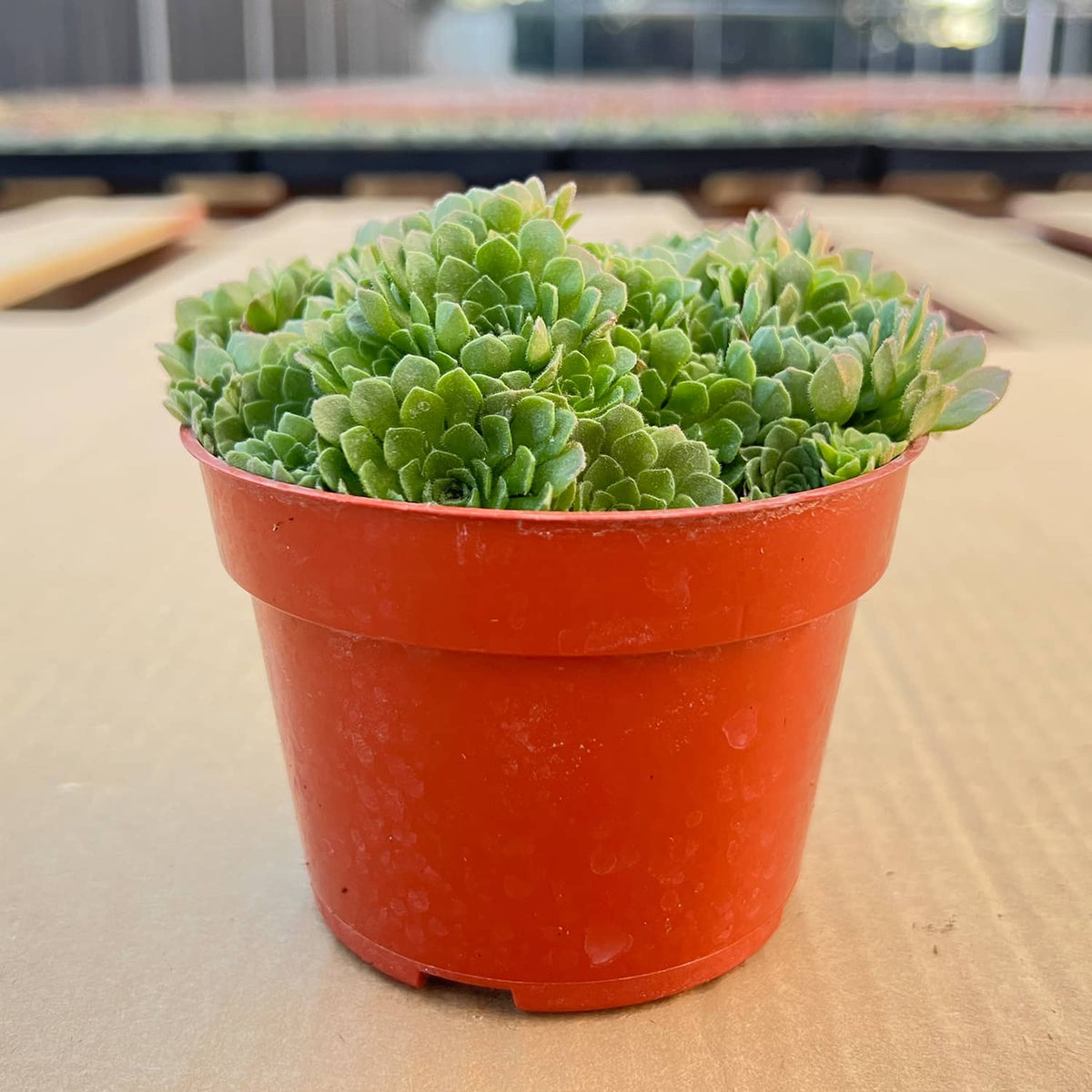 Rosularia Platyphylla (4 inch) image 1