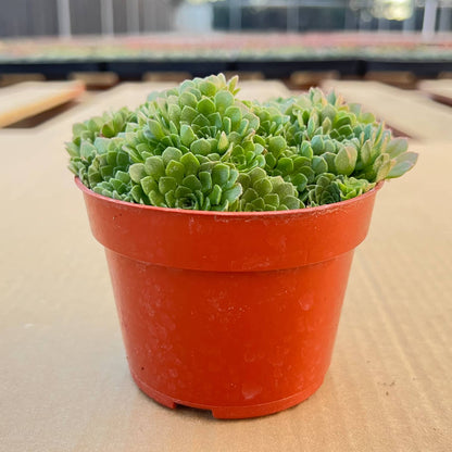 Rosularia Platyphylla (4 inch) image 1