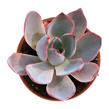 Echeveria Afterglow (6 inch) image 0