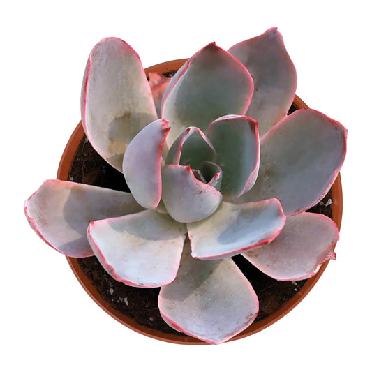 Echeveria Afterglow (6 inch) image 0