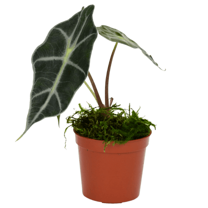 2.5" Alocasia Bambino Artificial