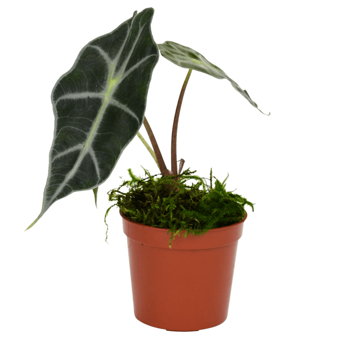 2.5" Alocasia Bambino Artificial