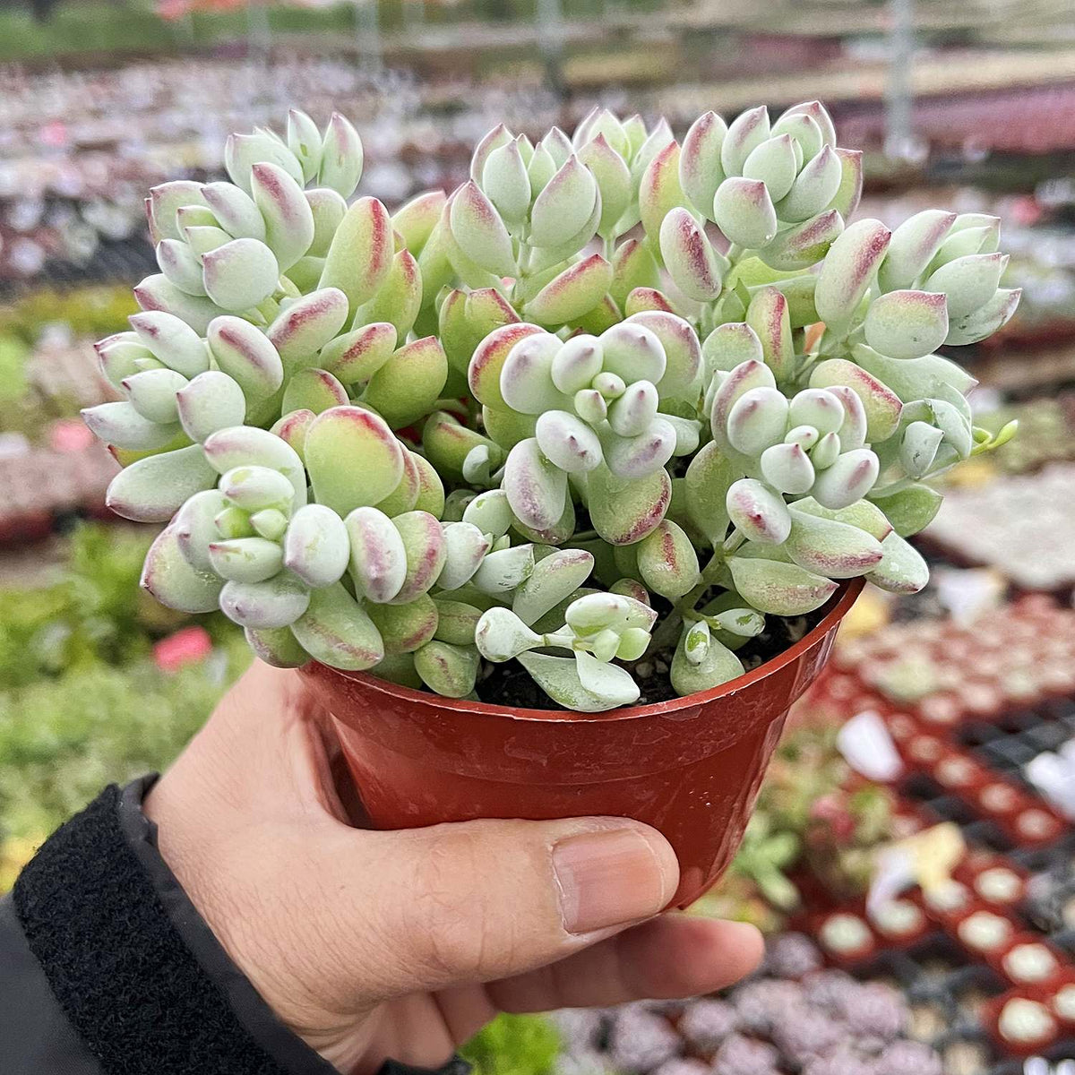 Cotyledon Pendens (4 inch) image 1