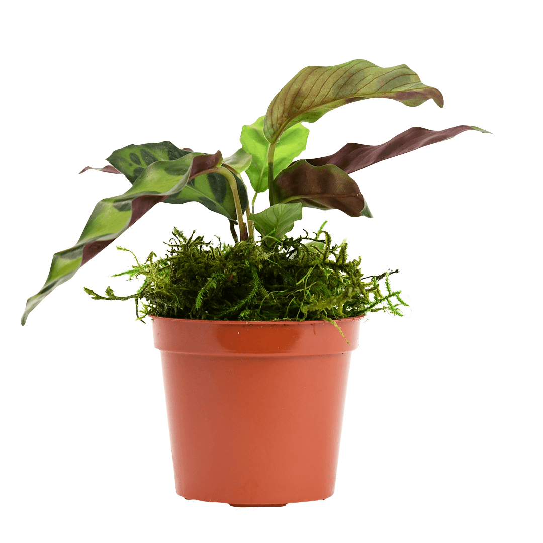 2.5" Calathea Rattlesnake image 2