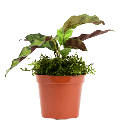 2.5" Calathea Rattlesnake image 2