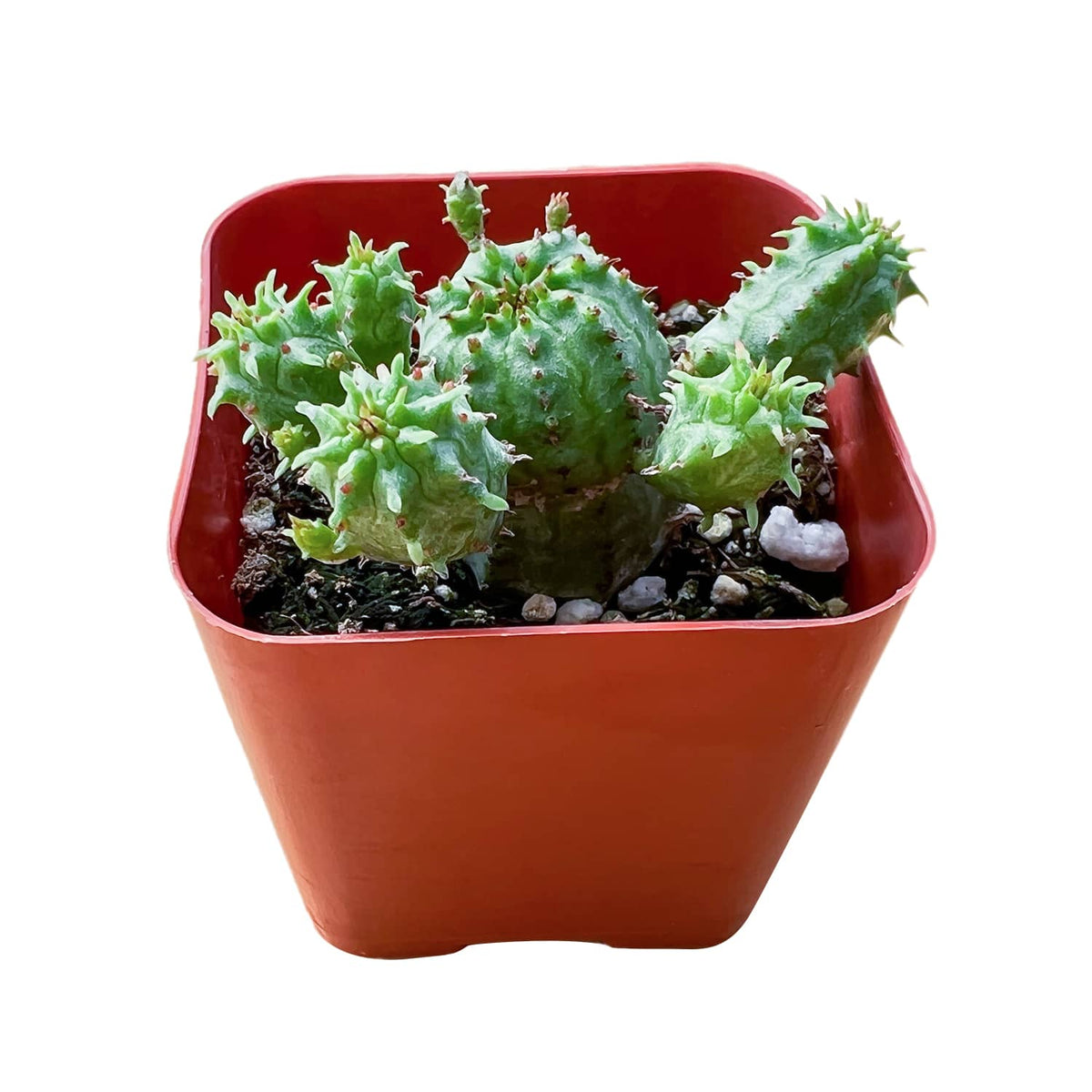Euphorbia Monstrose image 0