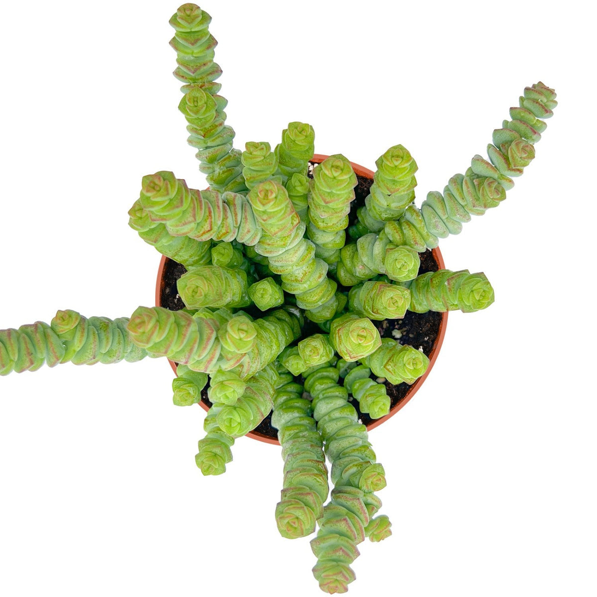 Crassula 'Baby's Necklace' (4 inch) image 1