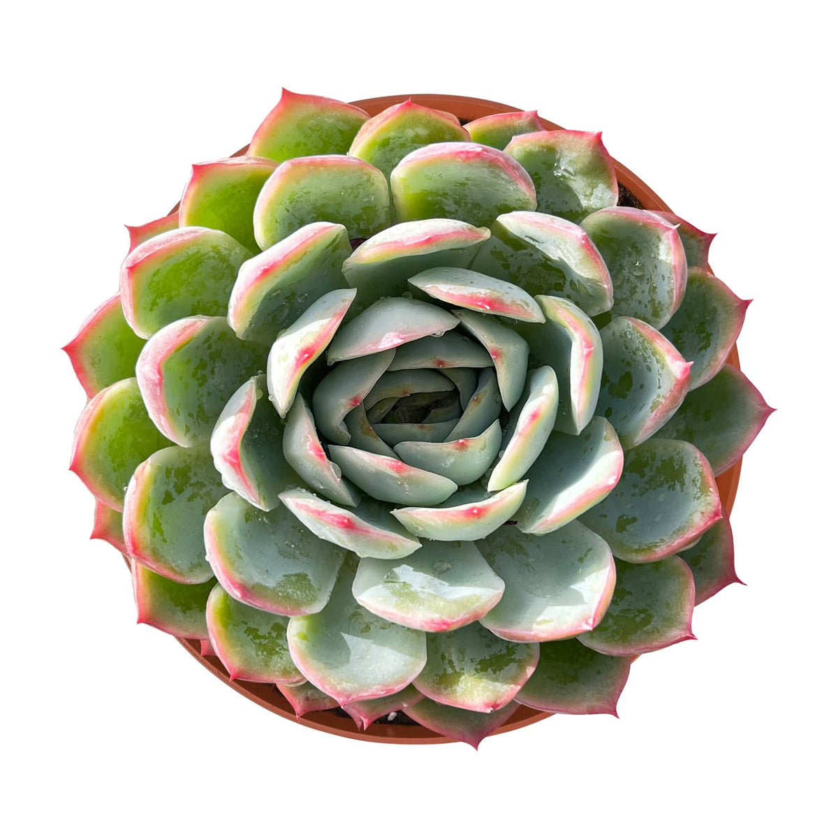 Echeveria 'Silhouette' (6 inch) image 0
