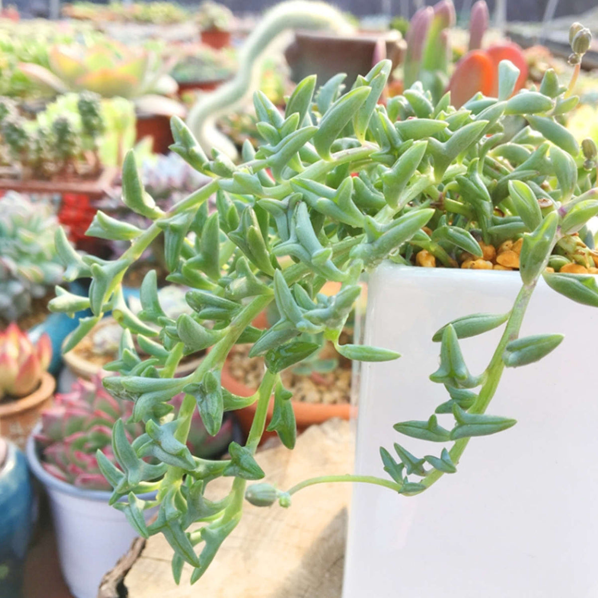 String of Dolphins/Senecio Peregrinus (4 inch) image 3
