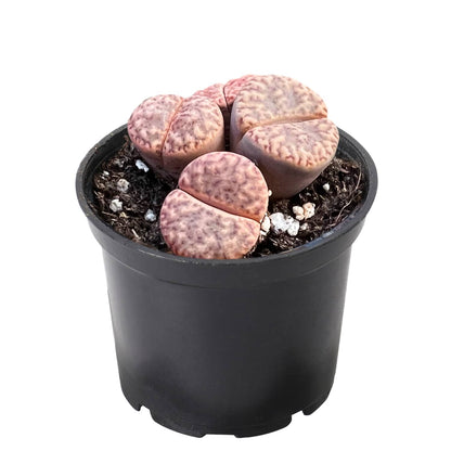 Lithops bromfieldii var. glaudinae image 1