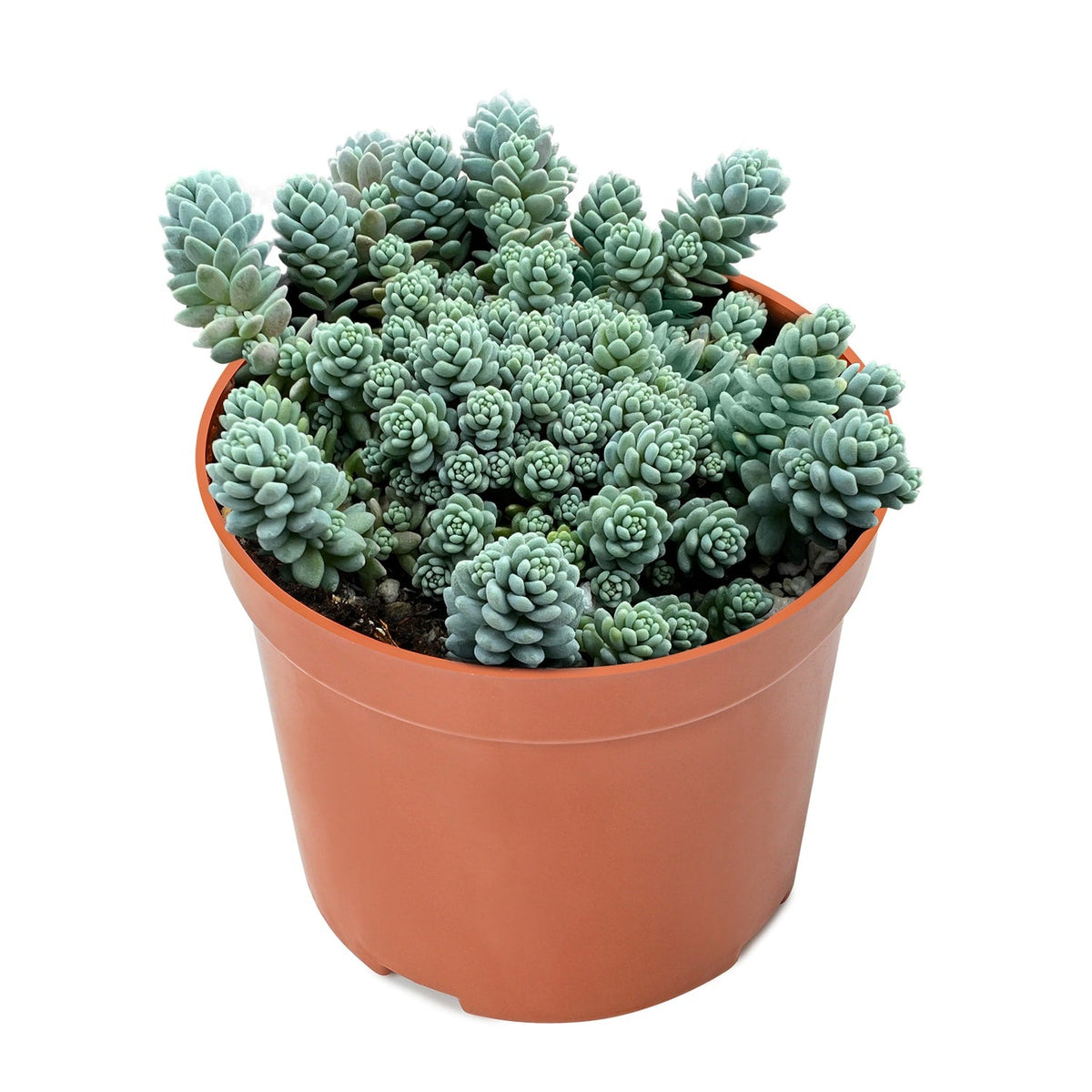 Sedum Dasyphyllum 'Major' (4 inch) image 0