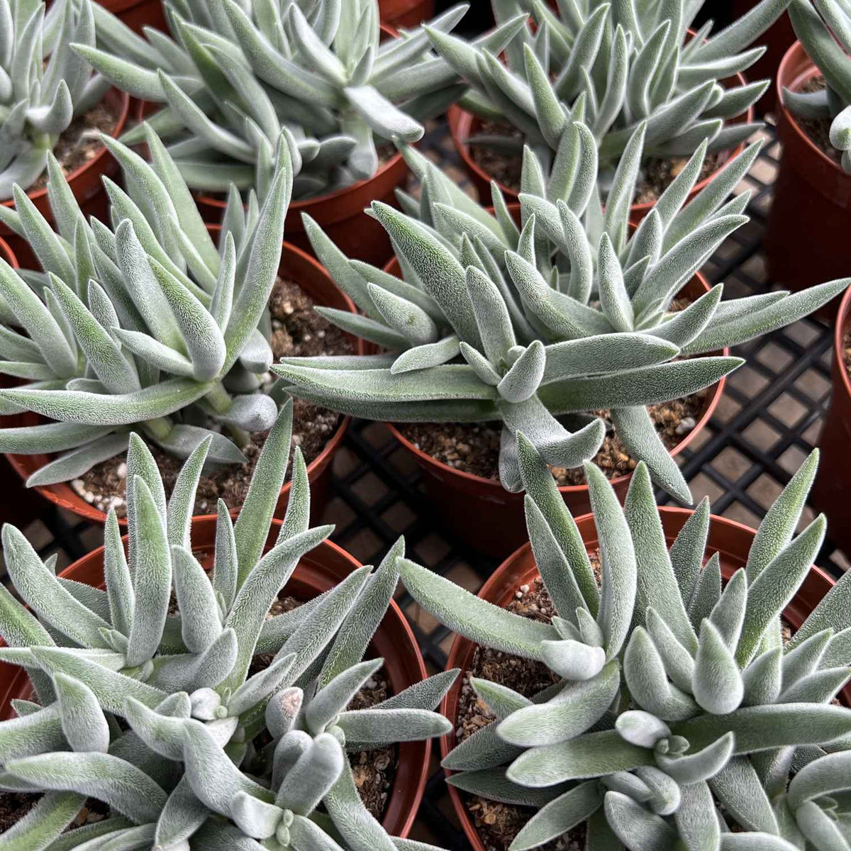 Crassula Mesembryanthemoides 'Tenelli' (4 inch) image 1