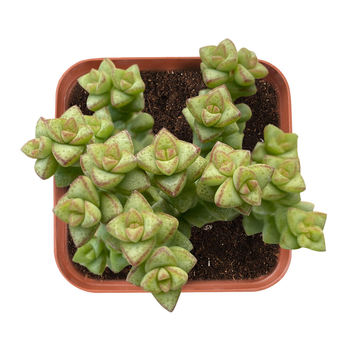 Crassula 'Tom Thumb' image 0