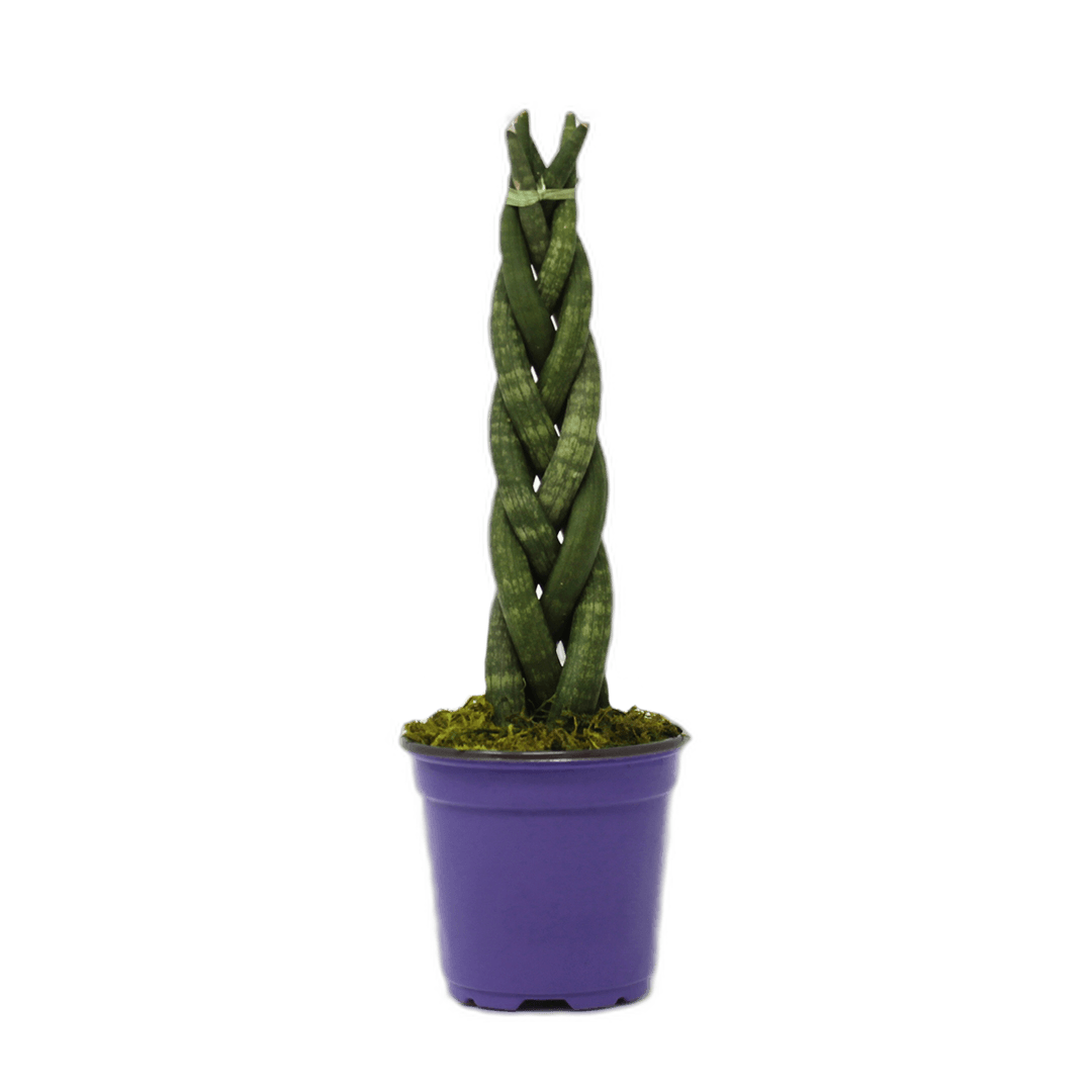 4" Sansevieria Cylindrica Braid image 0