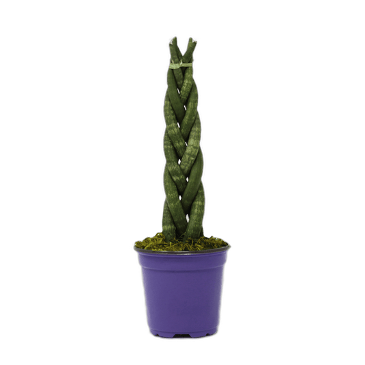 4" Sansevieria Cylindrica Braid image 0