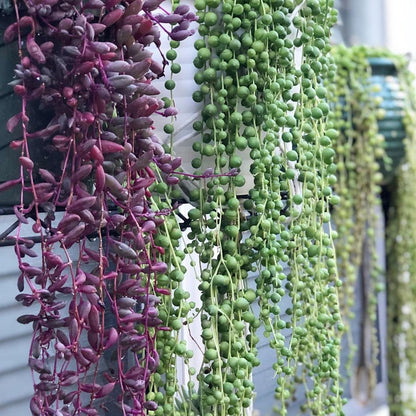 String of Pearls/Senecio Rowleyanus (4 inch) image 4