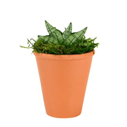 2.5" Sansevieria Compacta Starfish image 0