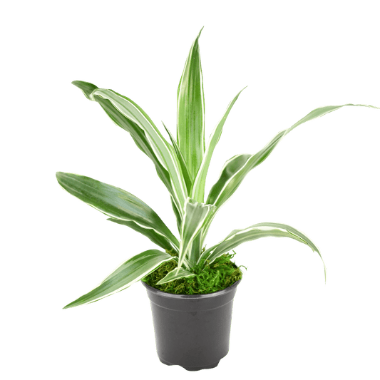 4" Dracaena Warneckii image 0
