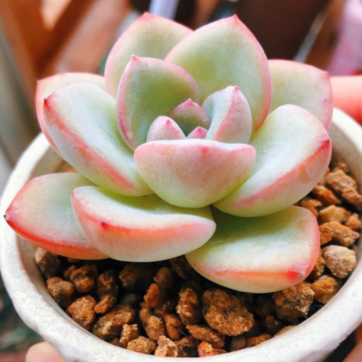 Echeveria Sensation (6 inch) image 2