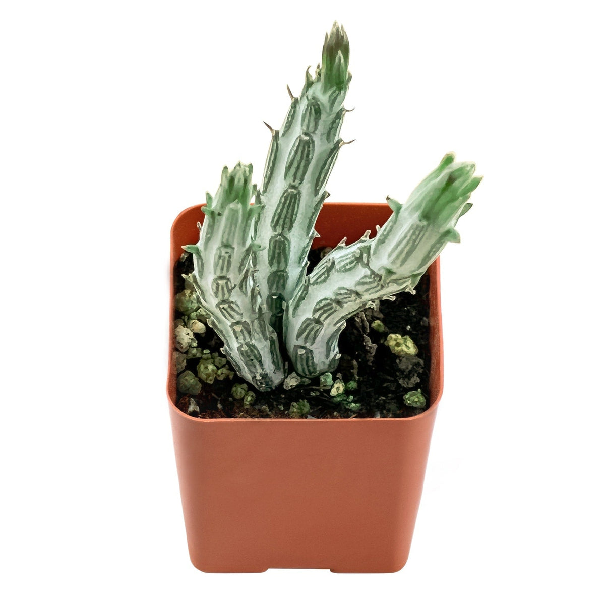 Senecio Stapeliiformis image 0