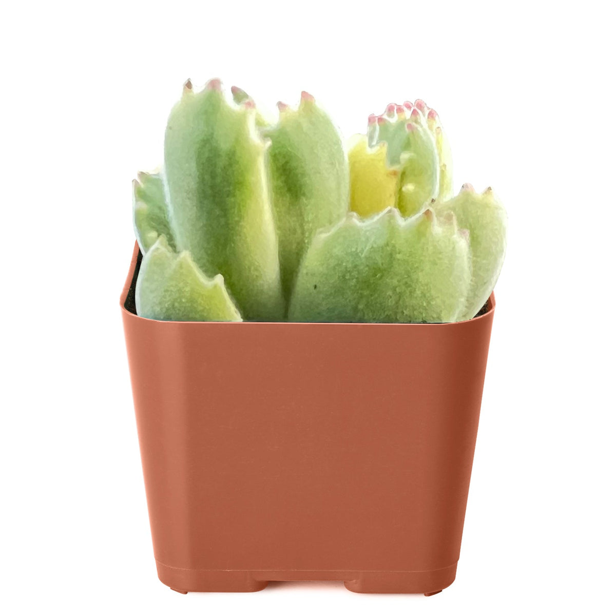 Cotyledon Tomentosa Variegated image 1