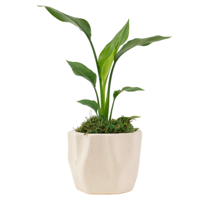 4" Bird of Paradise, White image 0