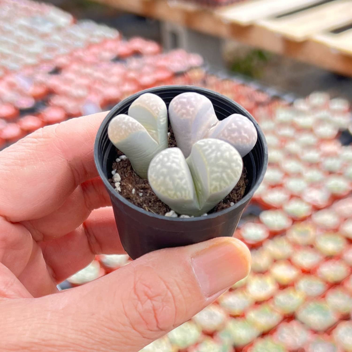 Lithops marmorata v. marmorata image 2
