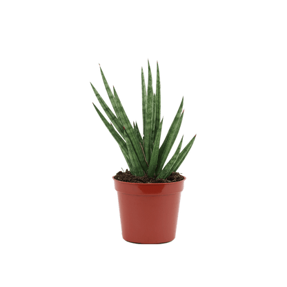 2.5" Sansevieria Francissii Spiky image 1