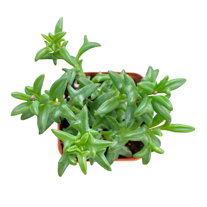 String of Dolphins (Senecio Peregrinus) image 0