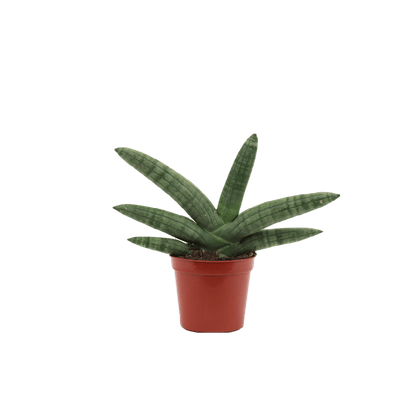 2.5" Sansevieria Boncel Starfish image 1