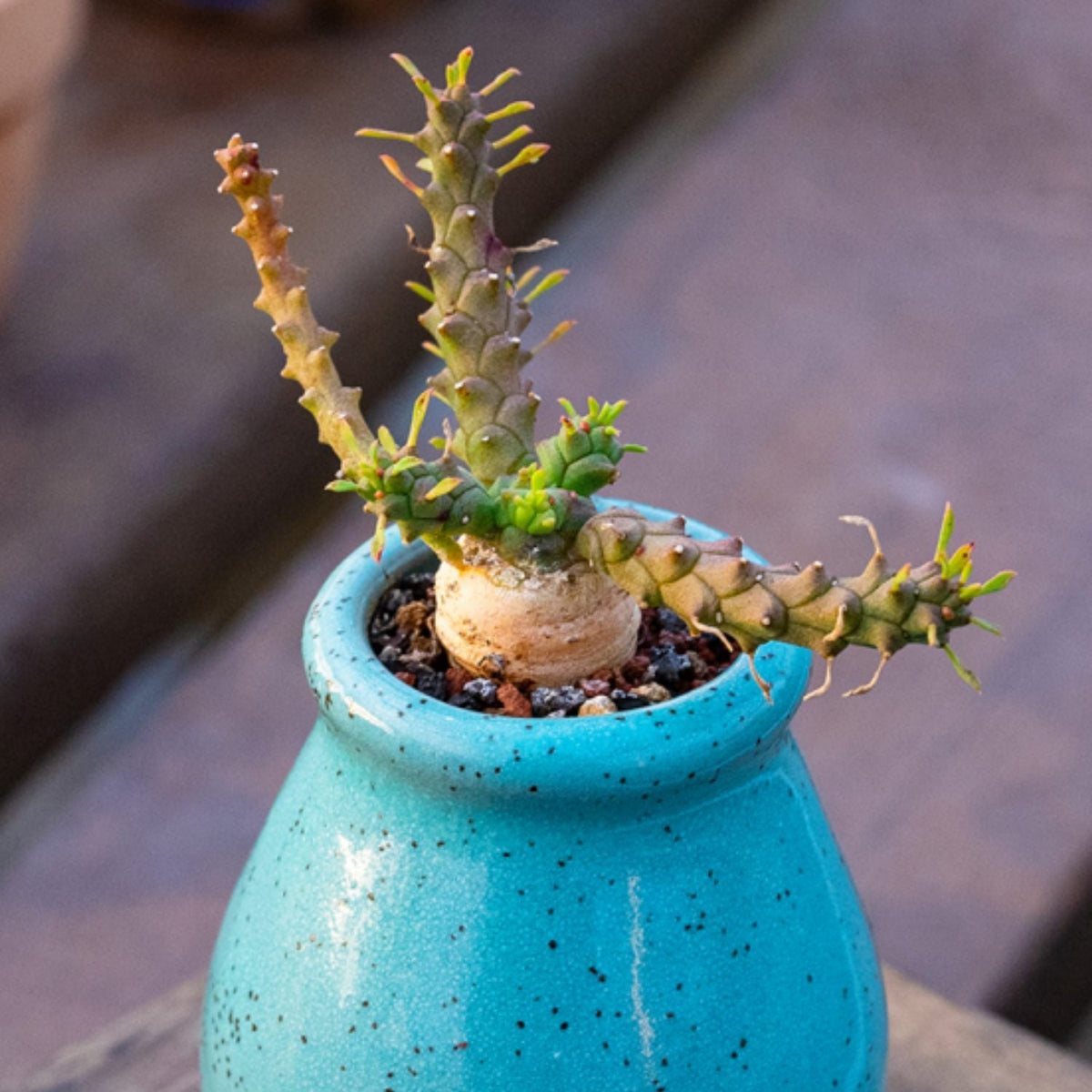 Euphorbia Gorgonis (4 inch) image 2