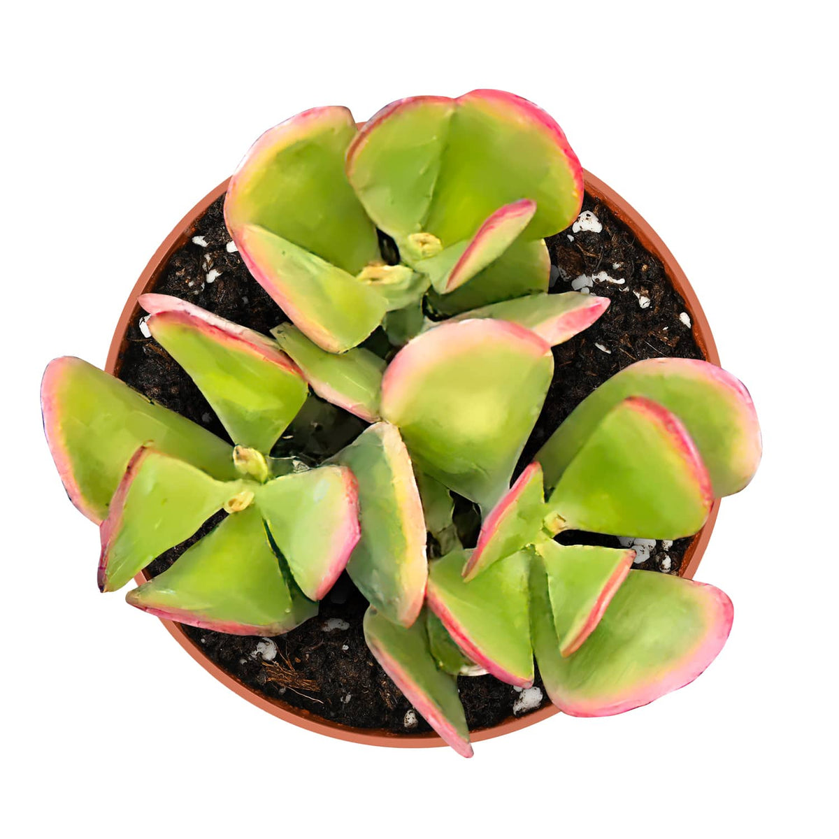 Crassula Ovata 'Hummel Sunset' (4 inch) image 1