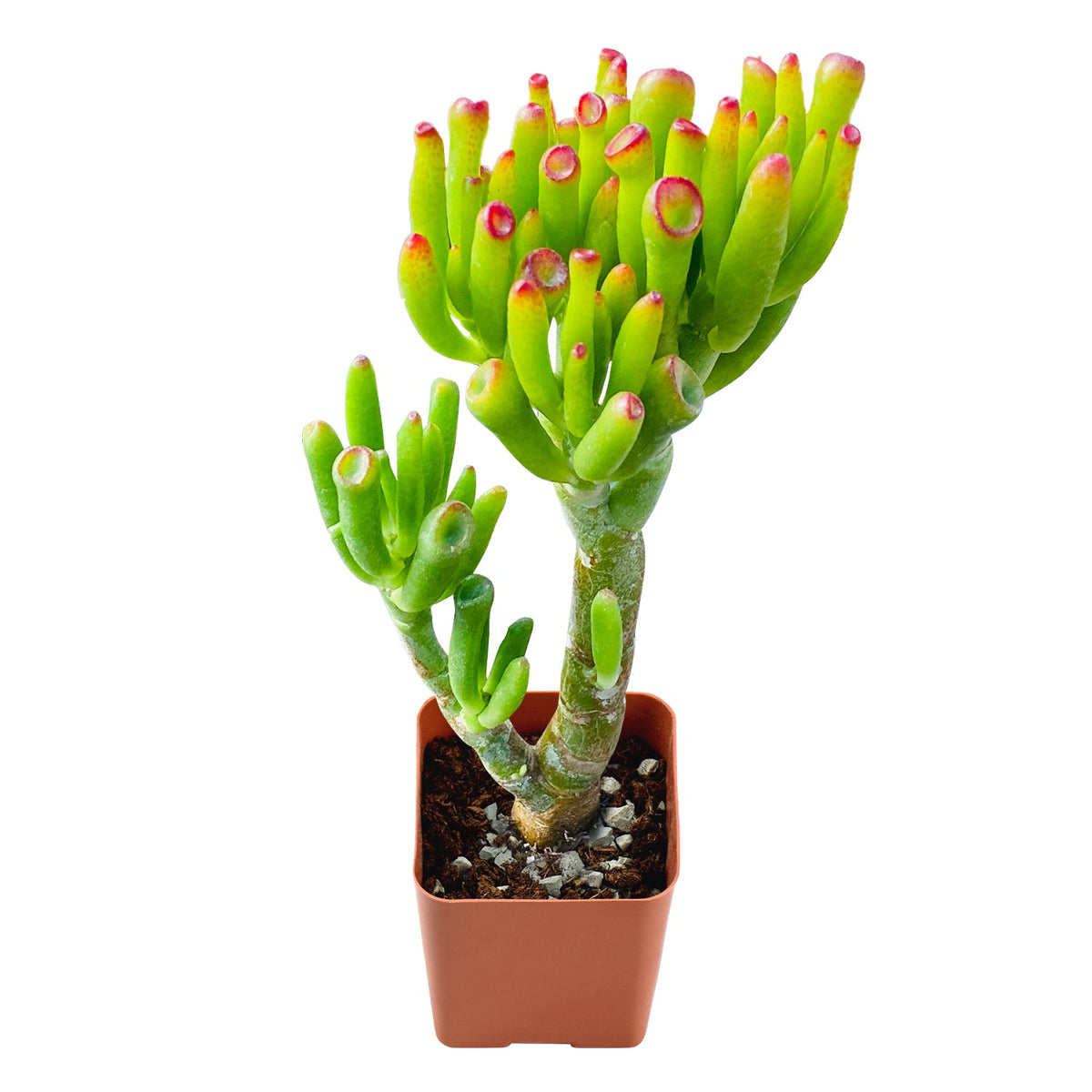 Crassula Ovata 'Gollum' image 0