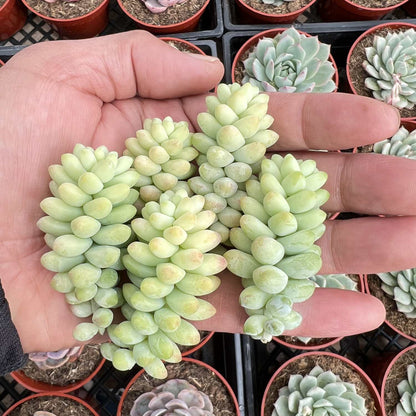Sedum Morganianum Burro's Tail Cuttings image 1