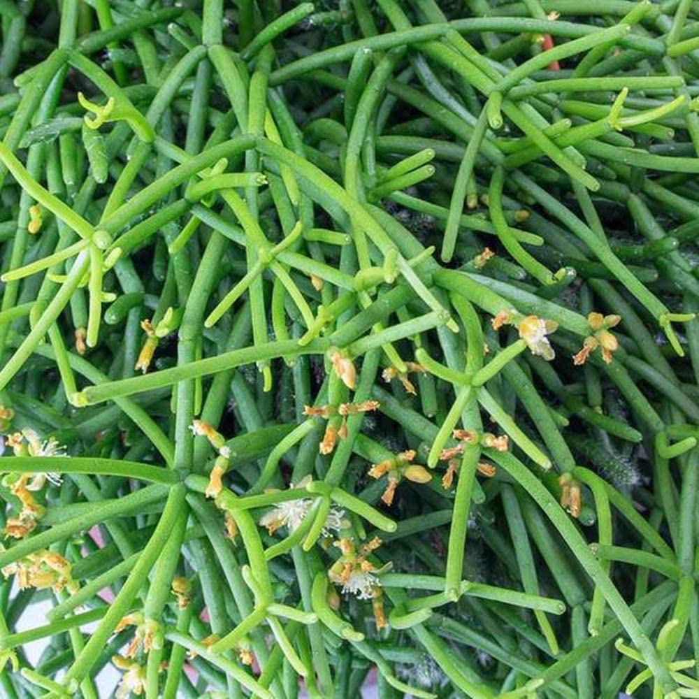 Hatiora Salicornioide (4 inch) image 3