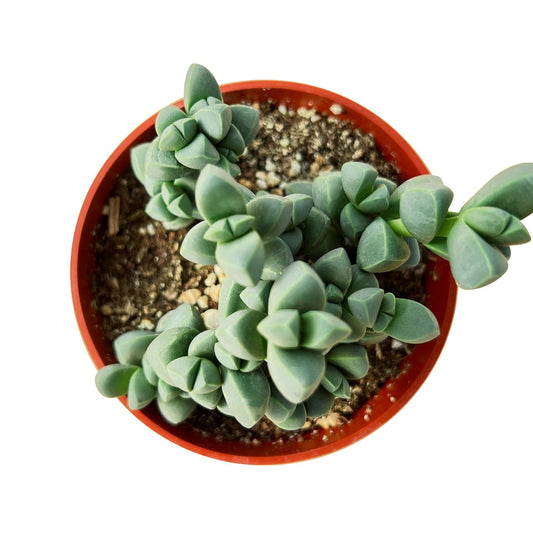 Corpuscularia lehmannii - Ice Plant (4 inch) image 0